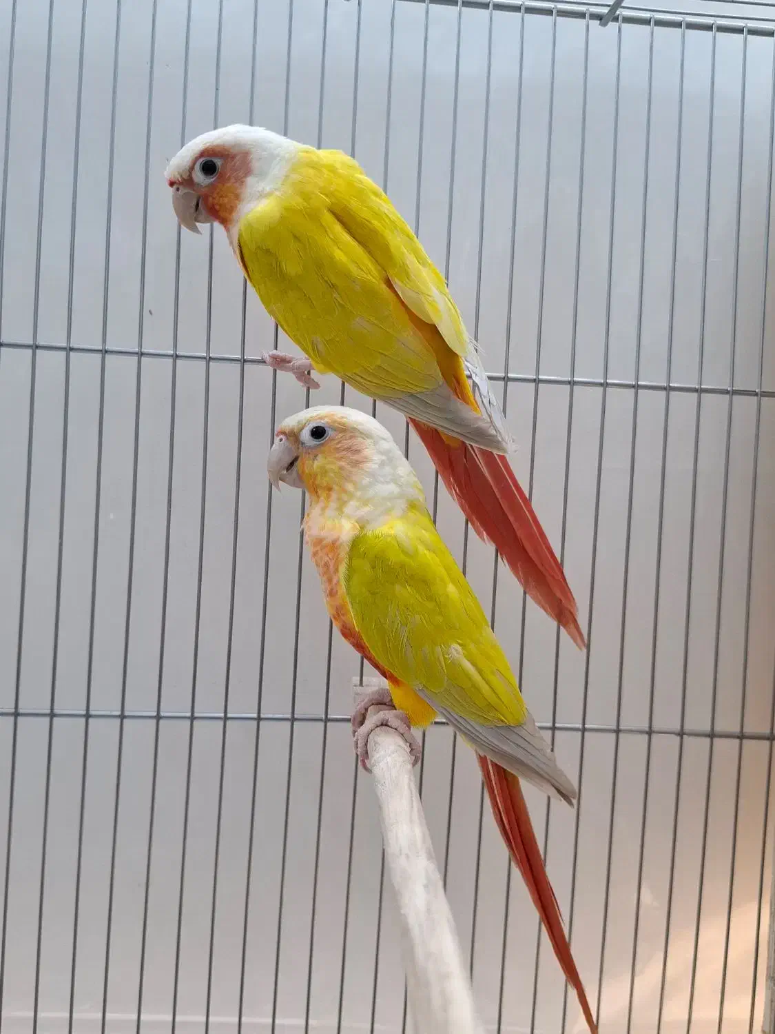 ردچیک راهب شاه طوطی گرینچیک|پرنده|مشهد, فاطمیه|دیوار