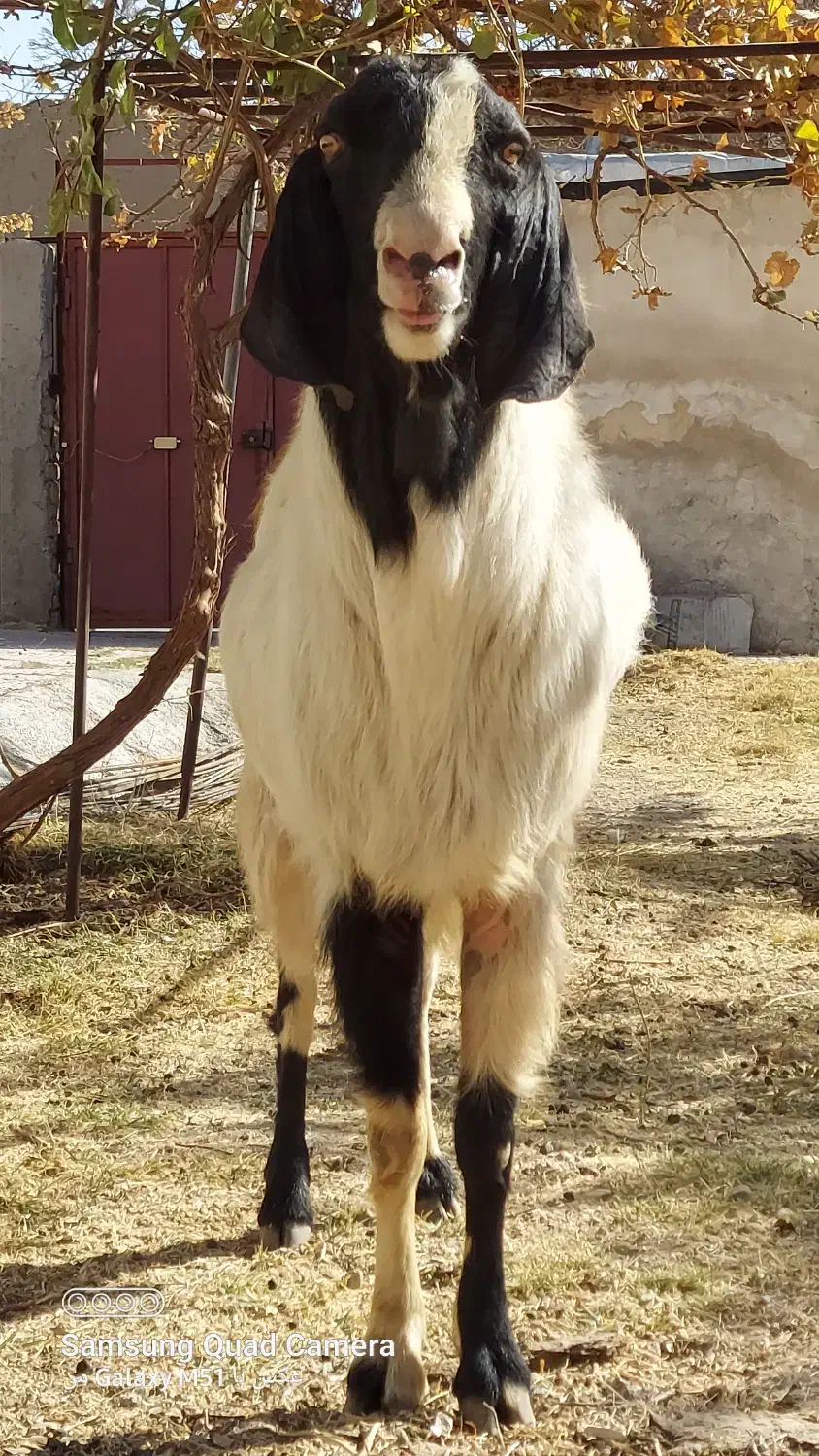نر بز دو رگه سانن پاکستانی مخصوص نژاد|حیوانات مزرعه|درگزین, |دیوار
