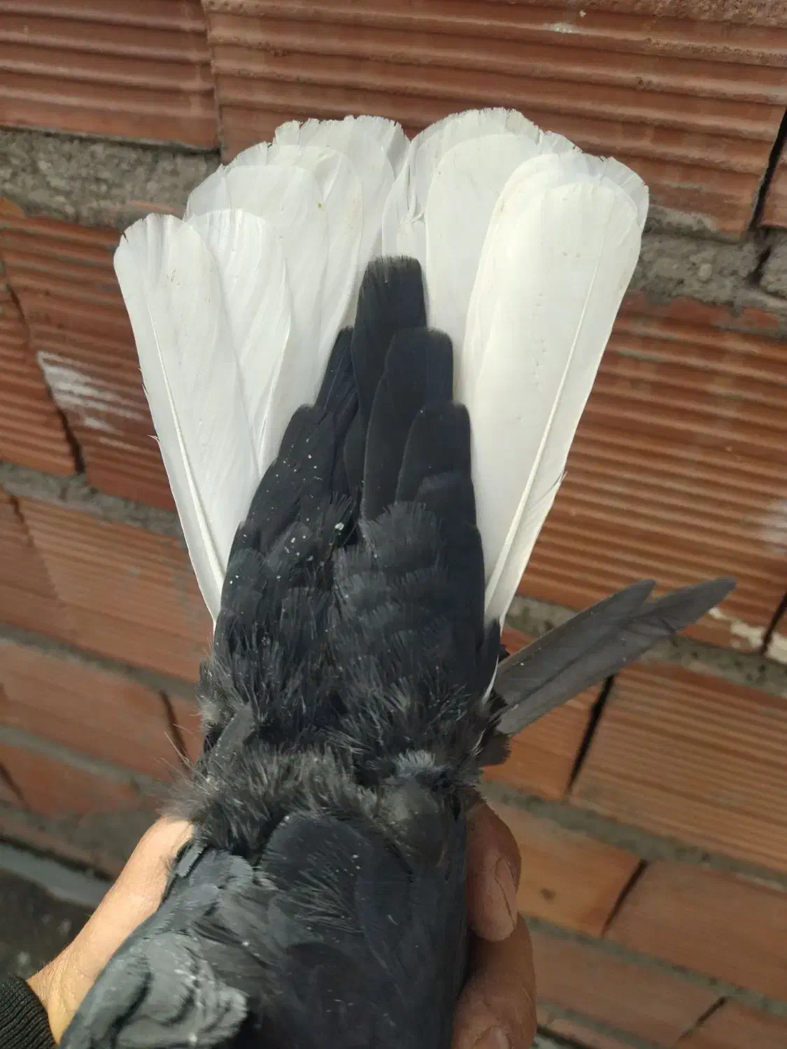 ماده زاغ دمسفید|حیوانات|کرمان, |دیوار