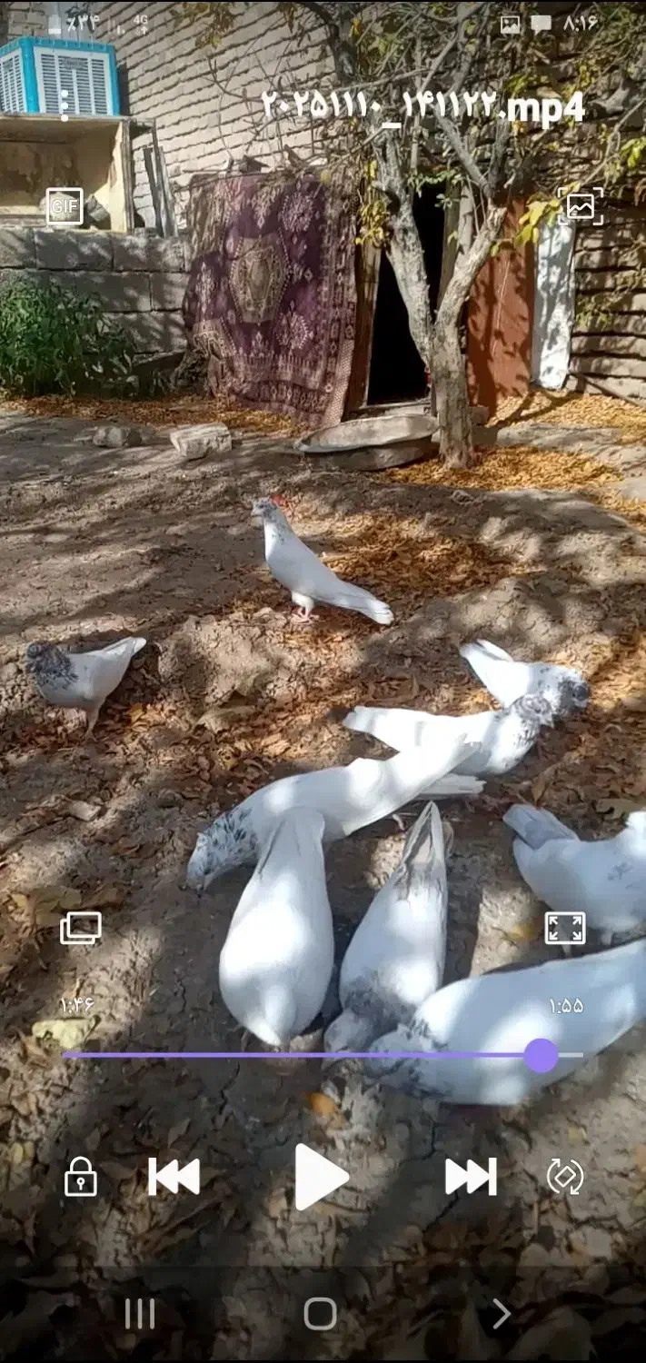 کبوتر ملقی کله ای کلاهی سو قدیم همه چیز تمام|پرنده|بافت, |دیوار