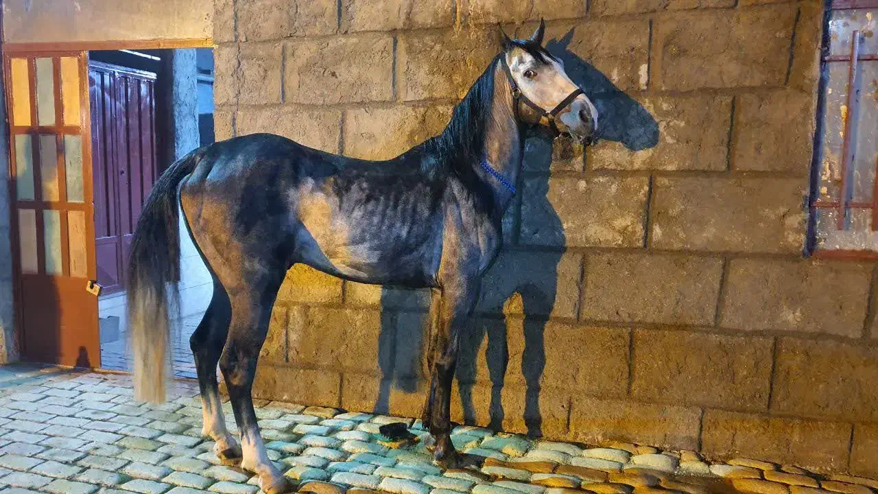 فروش ۱۲ راءس نریان و مادیان و کره|اسب و تجهیزات اسب‌سواری|اصفهان, بهارستان|دیوار