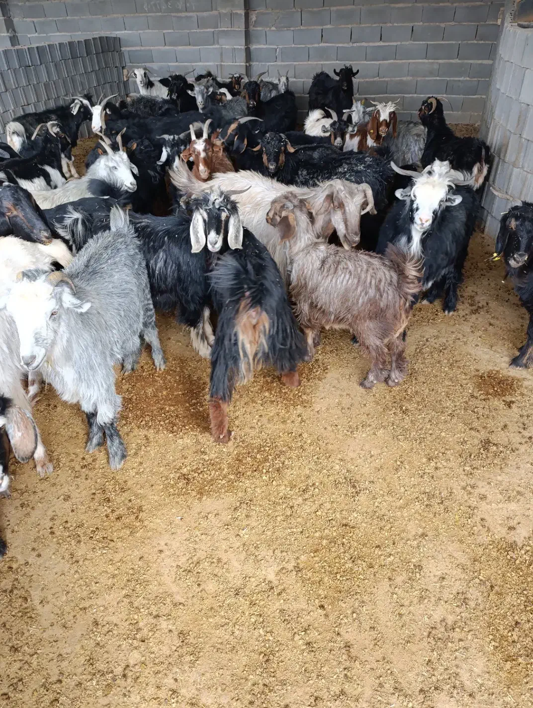 بز جوان شکم اول دوم|حیوانات مزرعه|مرودشت, ده بید|دیوار