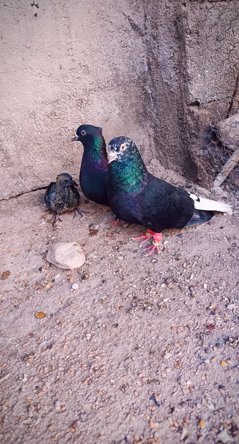 سیاه دم سفید|پرنده|برازجان, |دیوار