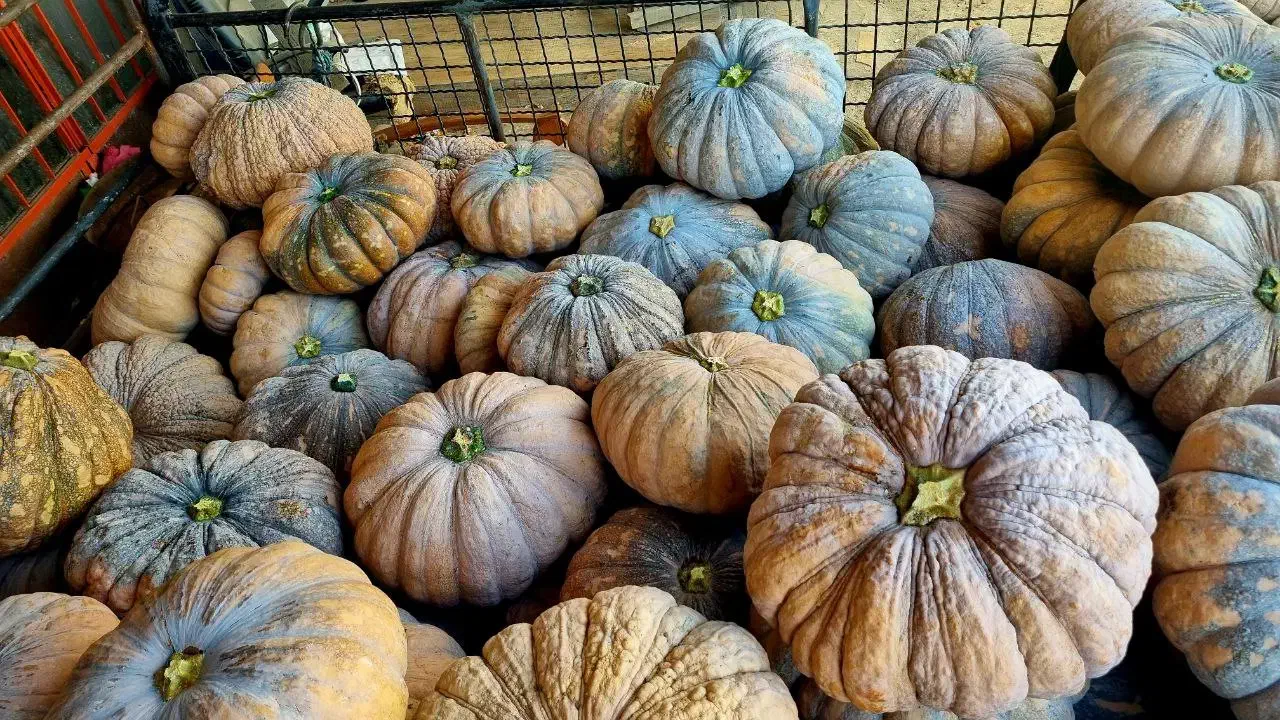 کدو انجیری (انجیلی)ضیابر|خوردنی و آشامیدنی|ضیابر, |دیوار