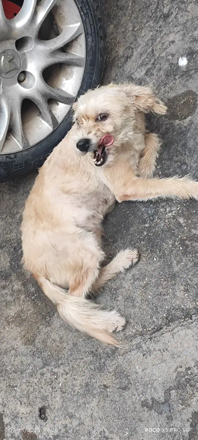 سگ پشمالو ماده شیتزو 1میلون|سگ|بندرعباس, |دیوار