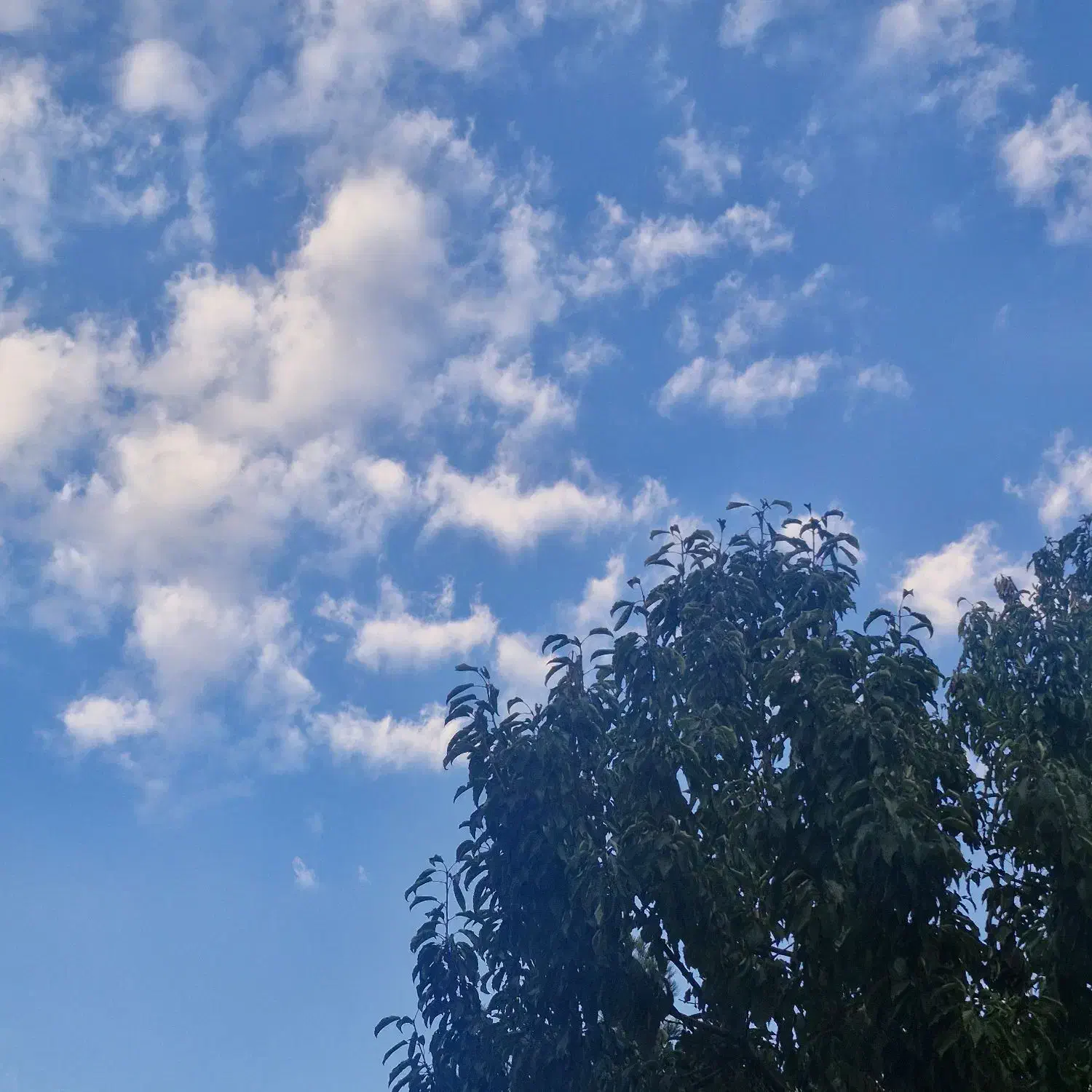 گمشده|اشیا|بومهن, |دیوار