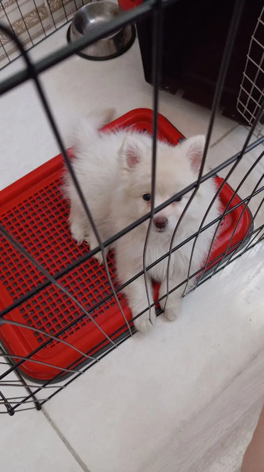 سگ پامر میکس|سگ|یاسوج, |دیوار