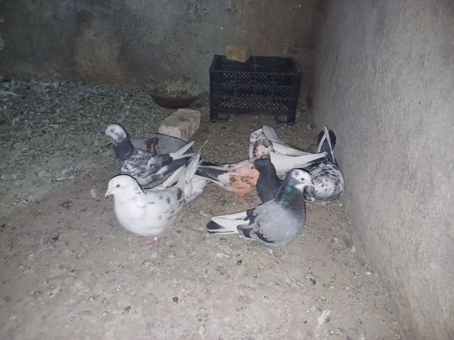 کفتر|پرنده|قره چای, |دیوار