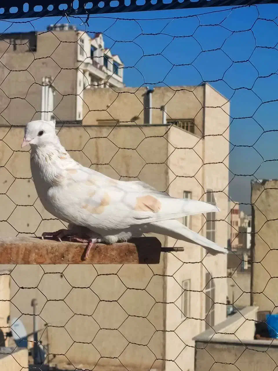 کفتر|پرنده|تهران, جی|دیوار