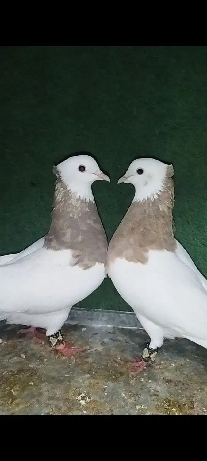 طوق|پرنده|گله دار, |دیوار