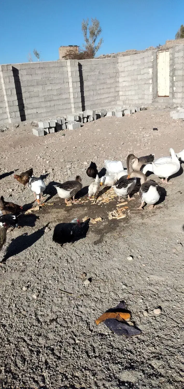 غاز و قوغاز واردک روسی|حیوانات مزرعه|مشگین شهر, |دیوار