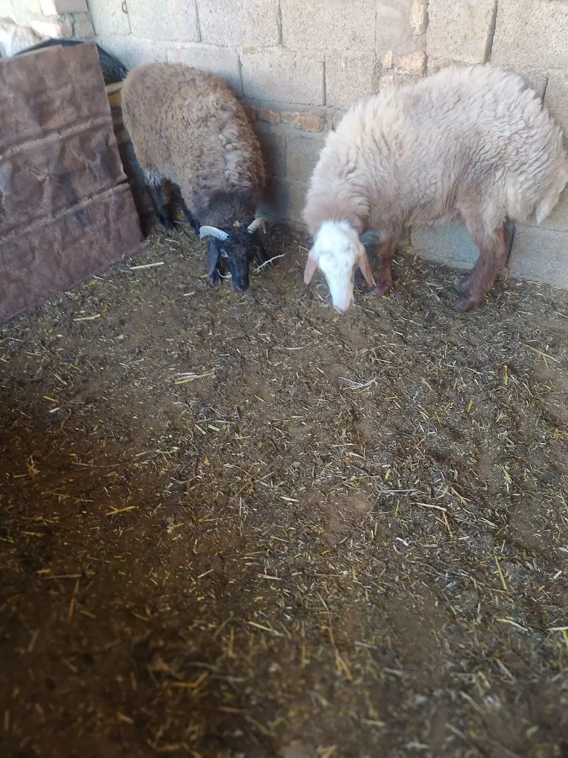 گوسفند نر|حیوانات مزرعه|مینودشت, |دیوار