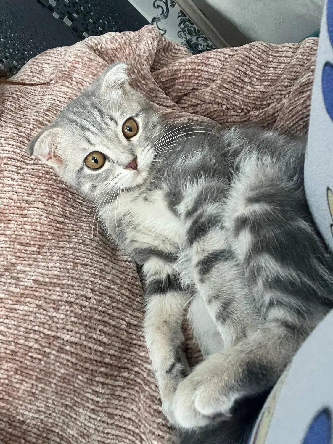 اسکاتیش فولد|گربه|ری, منصوریه منگل|دیوار