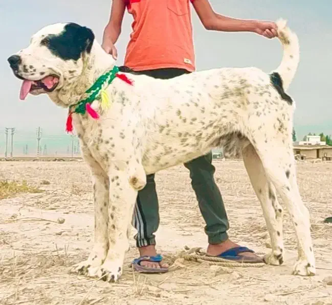 سگ آلابای روسیه|سگ|رضویه, |دیوار