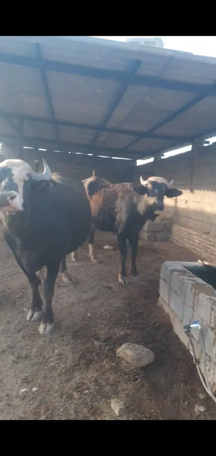 ۵عددگاومیش گم شدند|حیوانات|باوی, |دیوار