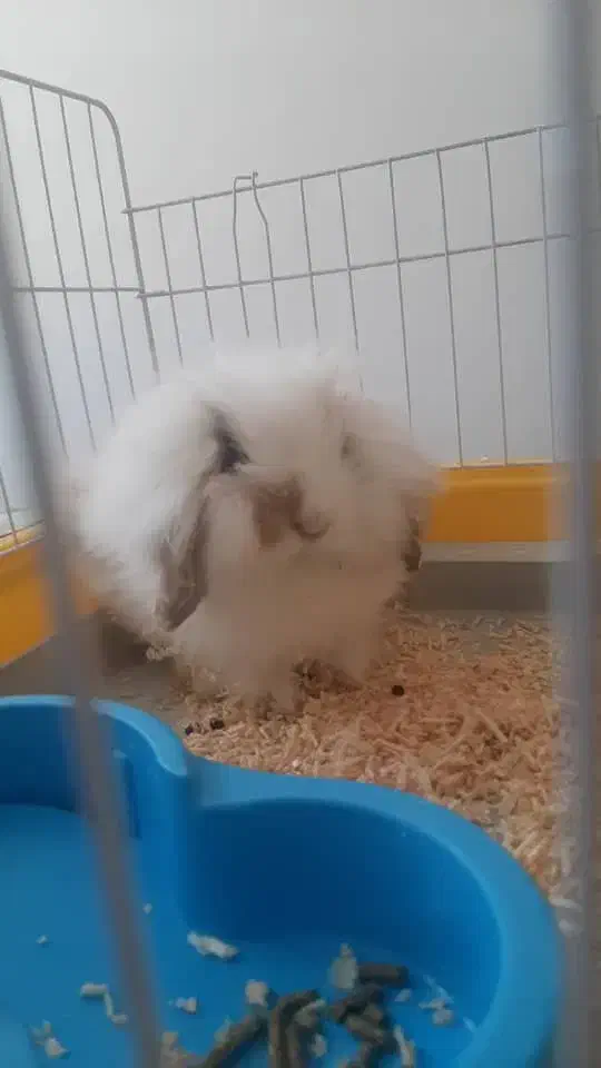 خرگوش  مینی لوپ ترکیش|موش و خرگوش|اراک, |دیوار