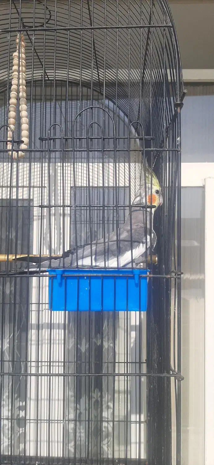 عروس هلندی|پرنده|مراغه, |دیوار