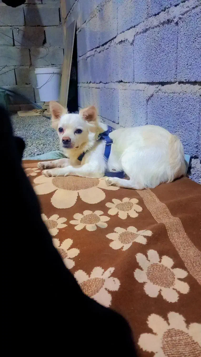 سگ پامر ماده|سگ|جیرفت, |دیوار