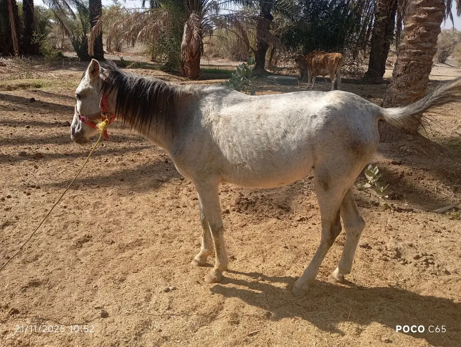 اسب|اسب و تجهیزات اسبسواری|فاریاب, |دیوار