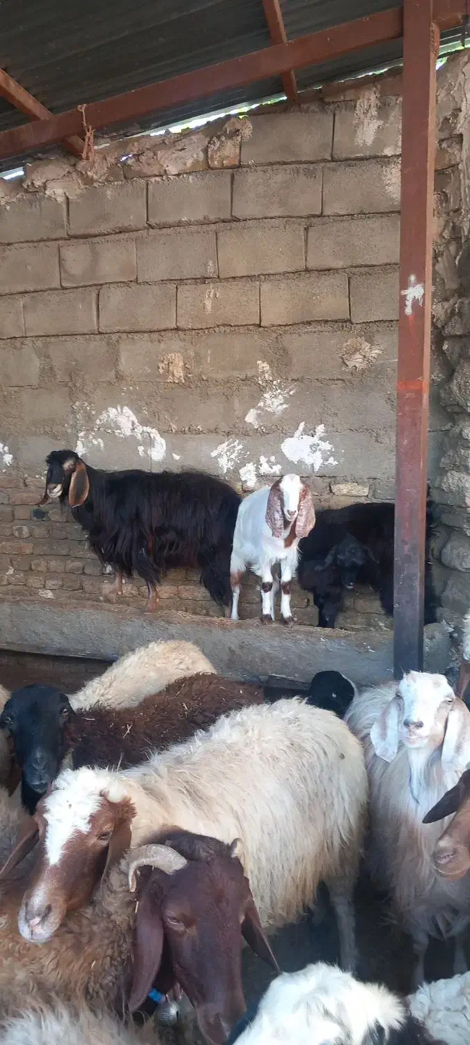 گوسفندچاق وشک نزاییده ومیش پرواری وکاوه نر|حیوانات مزرعه|زاغه, |دیوار