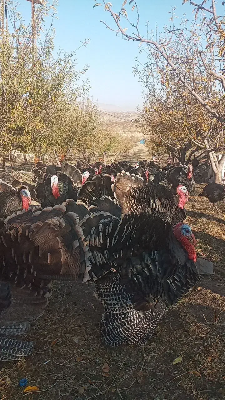 بوقلمون|حیوانات مزرعه|اهر, |دیوار