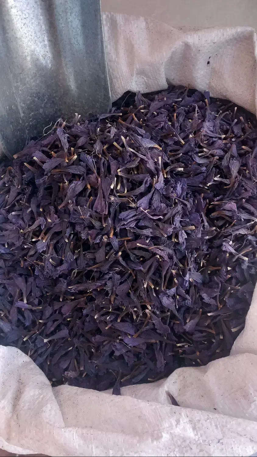 عطاری گانودرما|خوردنی و آشامیدنی|قم, هنرستان|دیوار