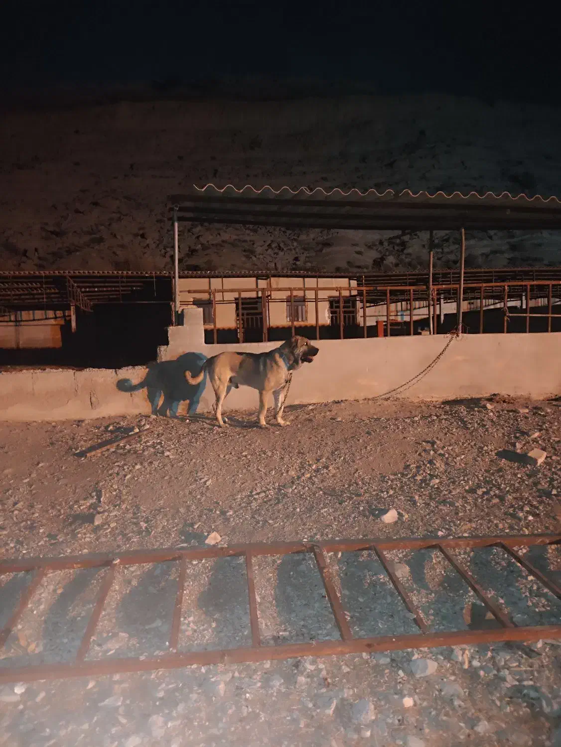 واگذاری پژدر نر|سگ|ایلام, |دیوار