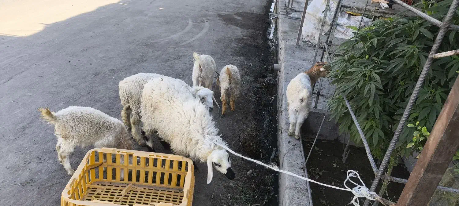 تعدادی بزغاله و بره|حیوانات مزرعه|زاهدان, |دیوار