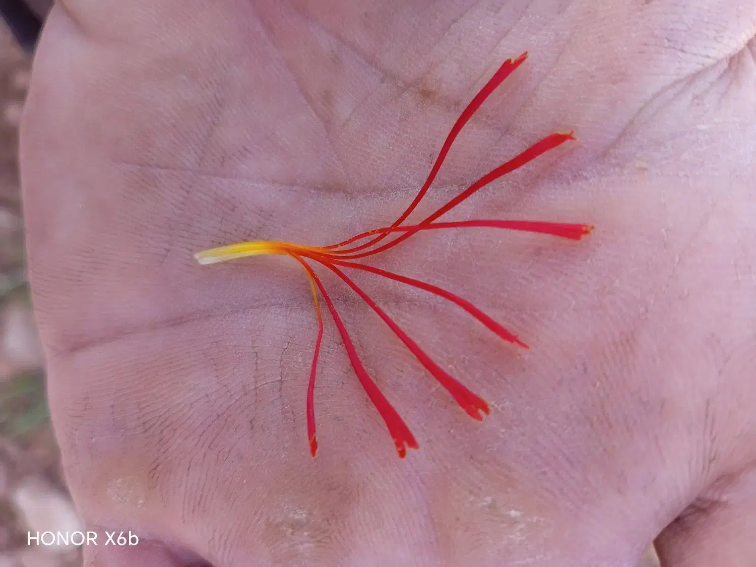 فروش زعفران مستقیم از کشاورز|گل و گیاه طبیعی|سلامی, |دیوار