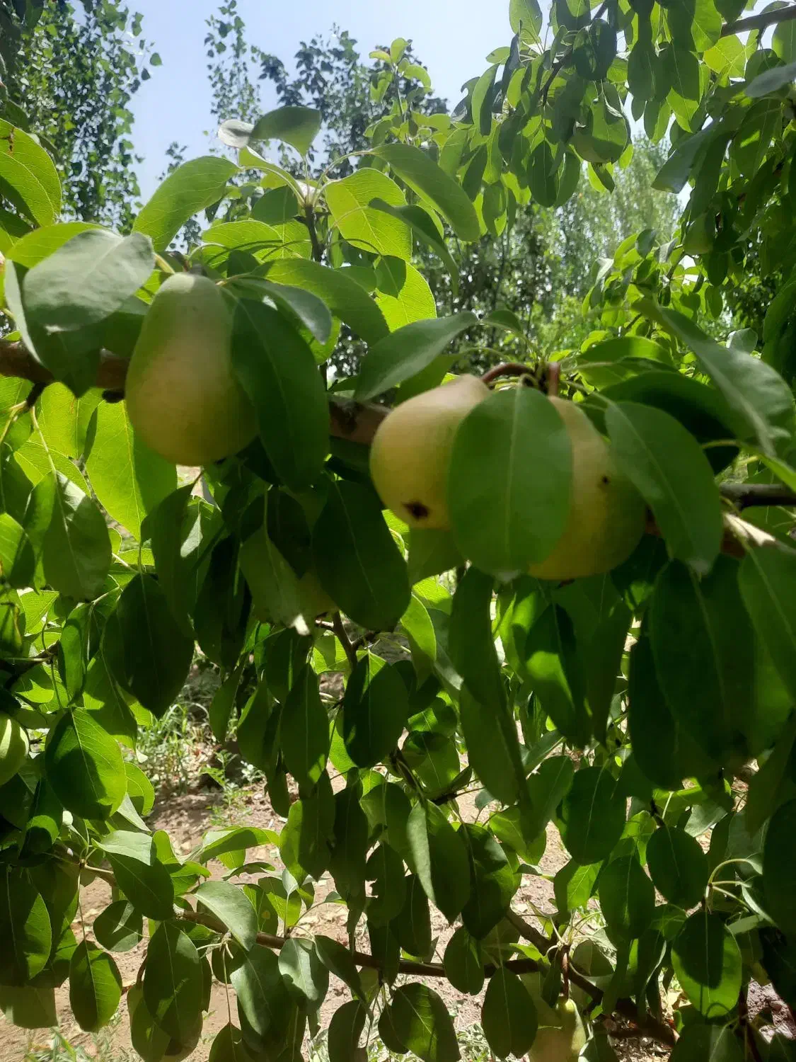 باغ ۸ساله بیستون منطقه چمچمال|فروش دفتر صنعتی، کشاورزی، تجاری|بیستون, |دیوار