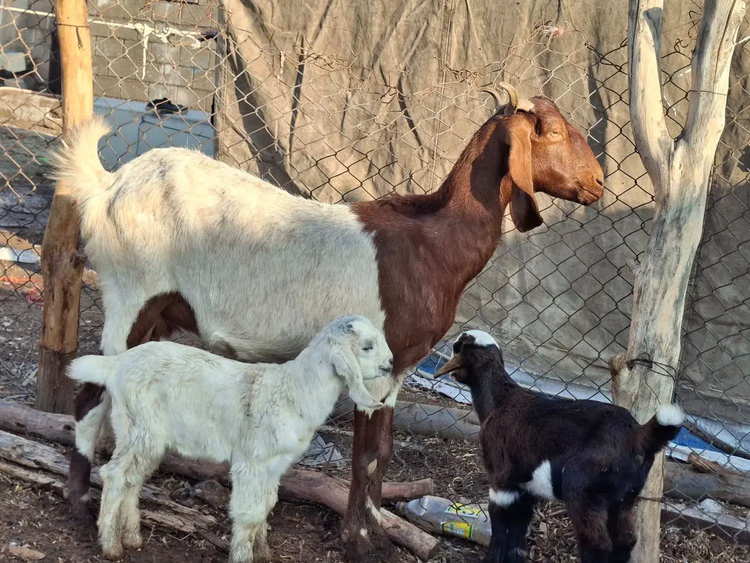 فروش بز نژدی درجه یک|حیوانات مزرعه|شوشتر, |دیوار