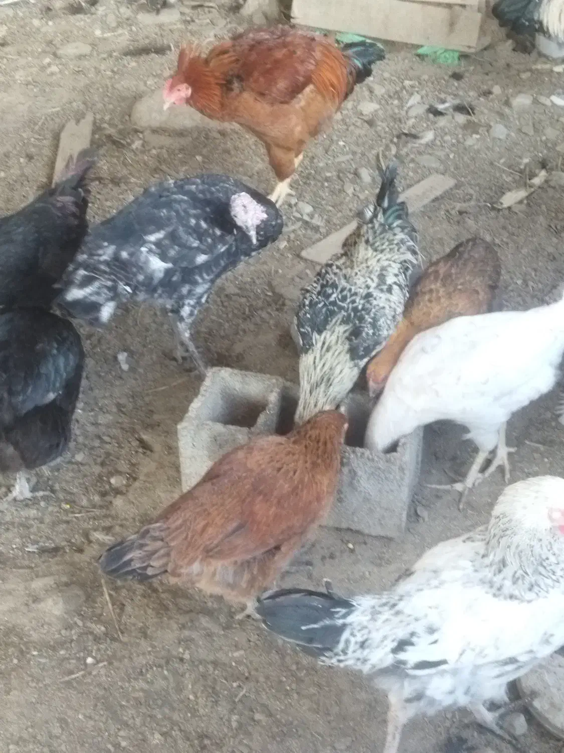 خروس و بوقلمون|حیوانات مزرعه|گلوگاه, |دیوار