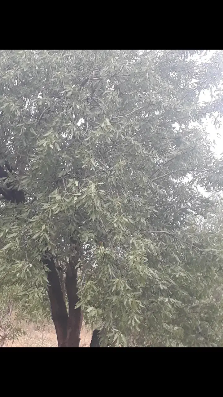 فروش فوری وزیرقیمت باغچه به متراژ هزاروصدمتر|فروش زمین و ملک کلنگی|انزل, |دیوار