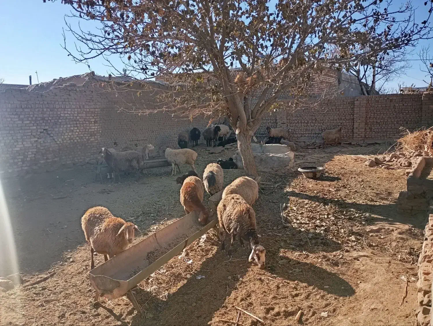 گوسفند|حیوانات مزرعه|عطاملک, |دیوار