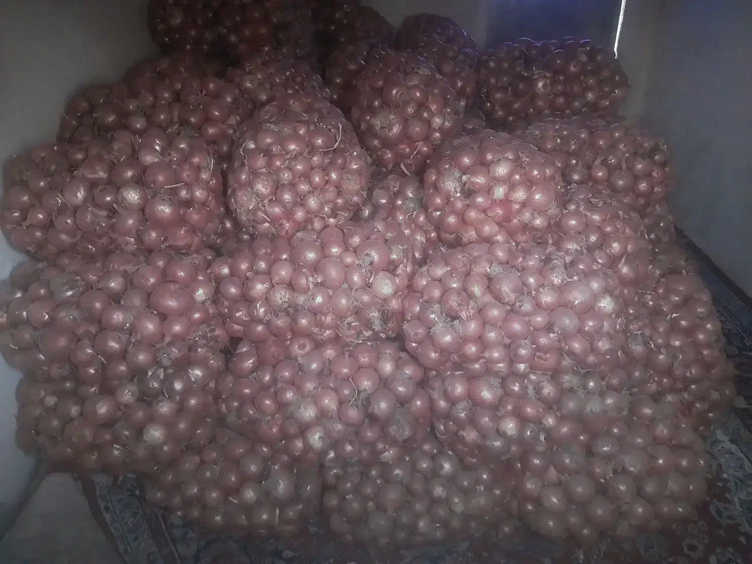 پیاز|خوردنی و آشامیدنی|زنجانرود, |دیوار