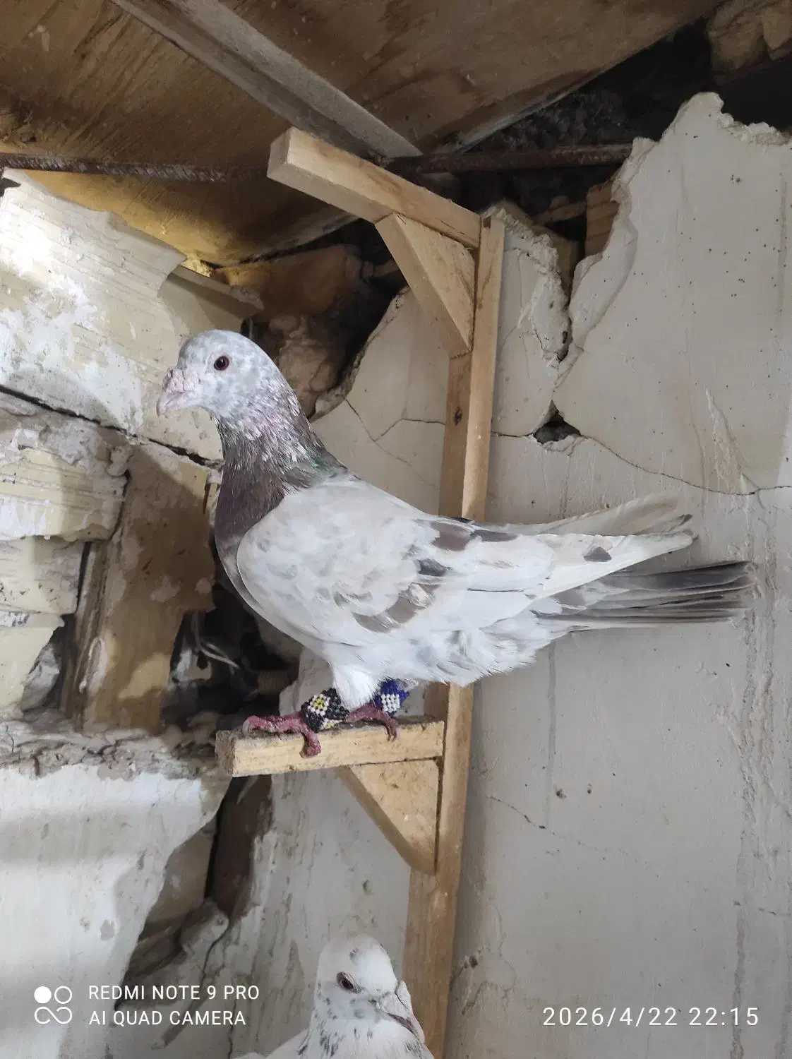 سار|پرنده|مشهد, تلگرد|دیوار