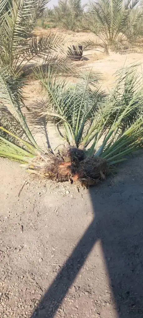 پاجوش نخل|خدمات باغبانی و درختکاری|وحدتیه, |دیوار