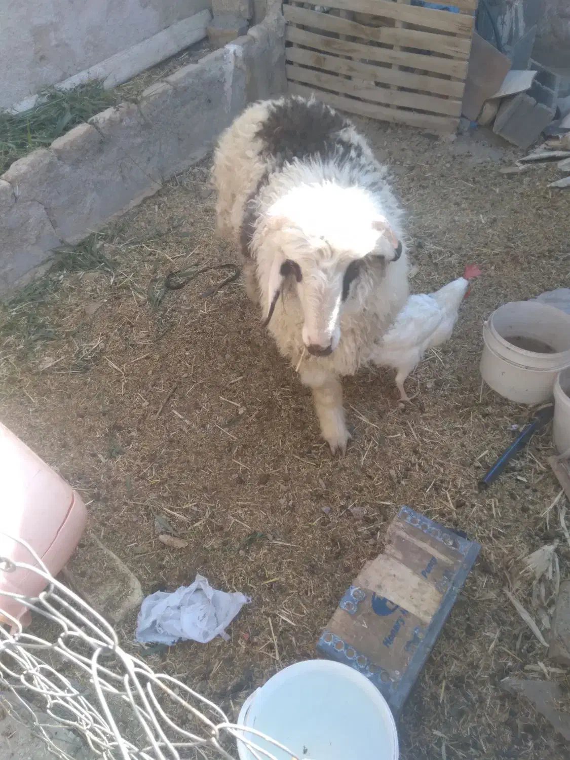 یه بره ی نر چاق|حیوانات مزرعه|مرودشت, مختارآباد|دیوار