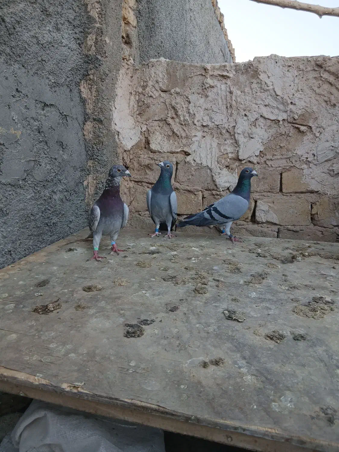 کبوتر مسافتی پلاکی|پرنده|حمیدیا, |دیوار