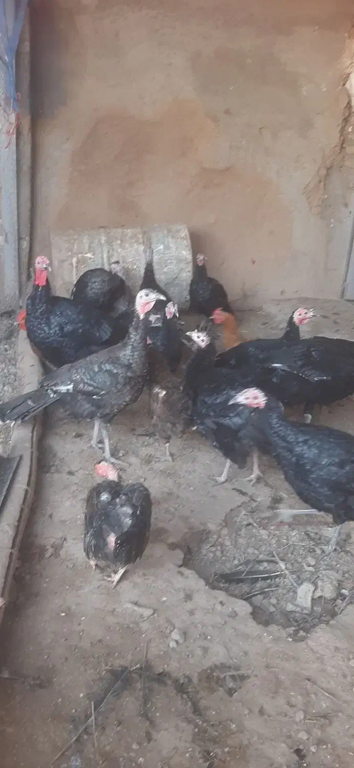 بوقلمون ماده|حیوانات مزرعه|دشتابی, |دیوار