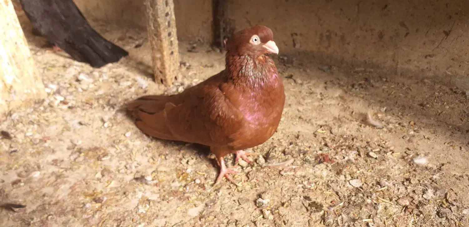 کبوتر صرب|پرنده|ملکان, |دیوار