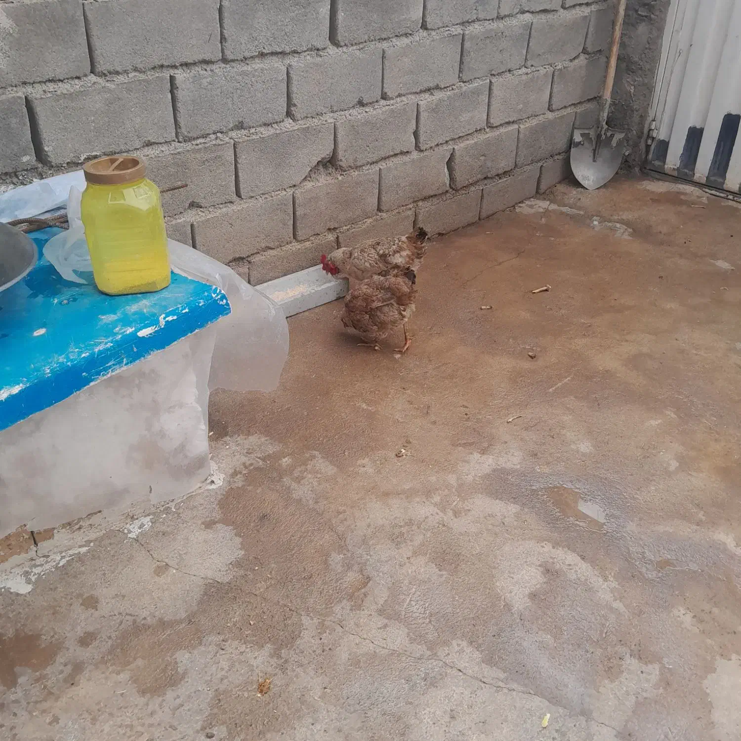 مرغ|حیوانات مزرعه|خاوه, |دیوار