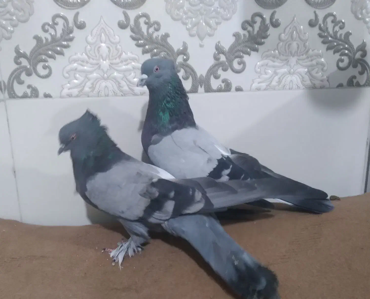 فروش یک جفت کبوتر کاشانی|پرنده|مرند, |دیوار