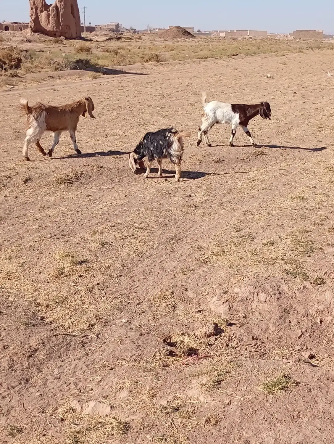 توضیحات|حیوانات مزرعه|تربت جام, میان جام|دیوار