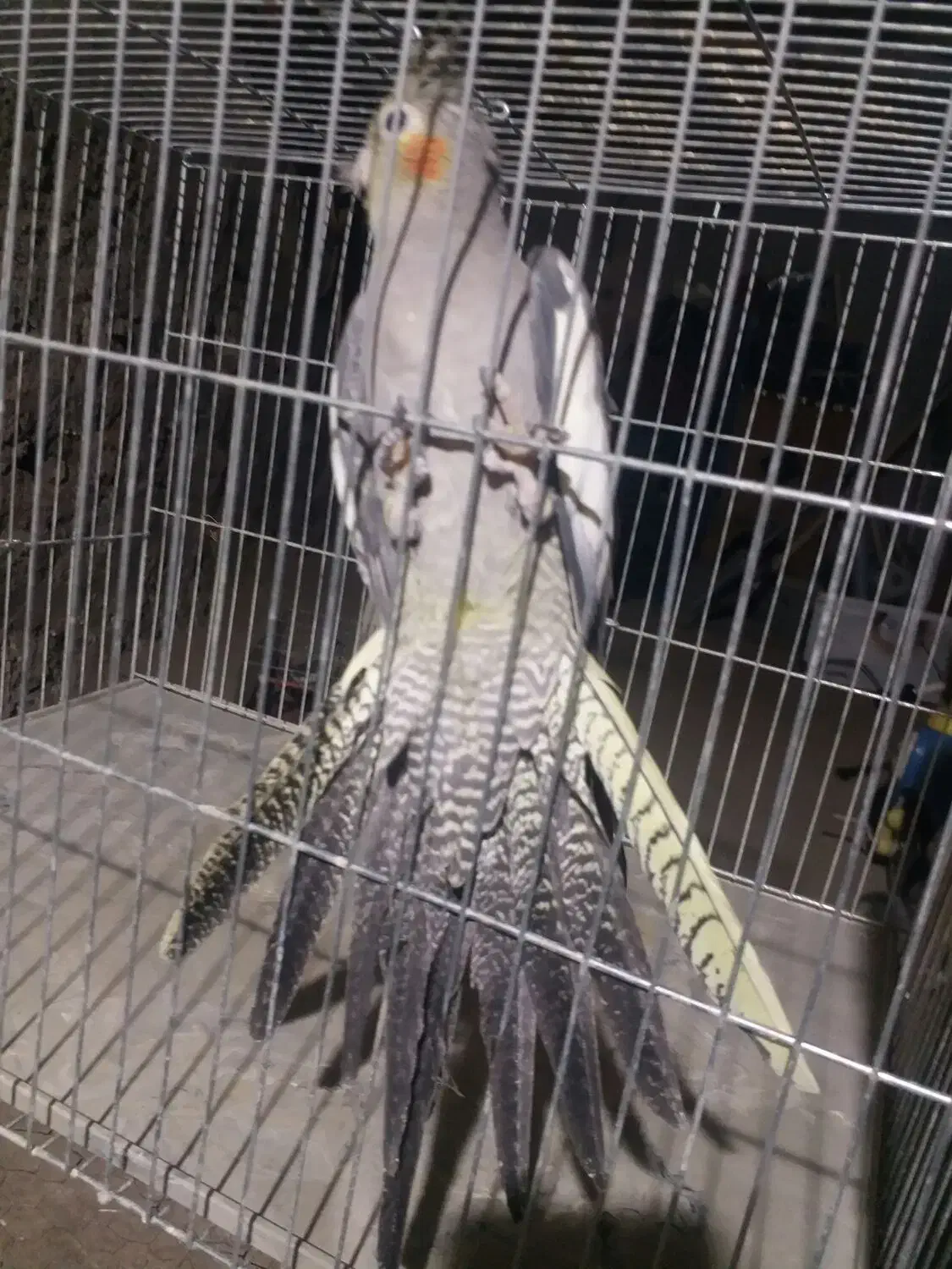 عروس هلندی|پرنده|میاندوآب, |دیوار