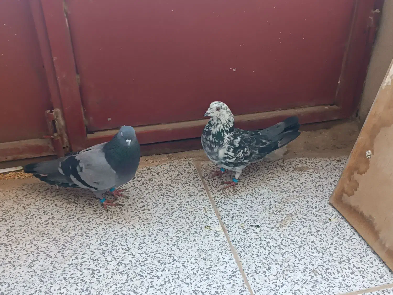 کبوتر|پرنده|ایوان, |دیوار