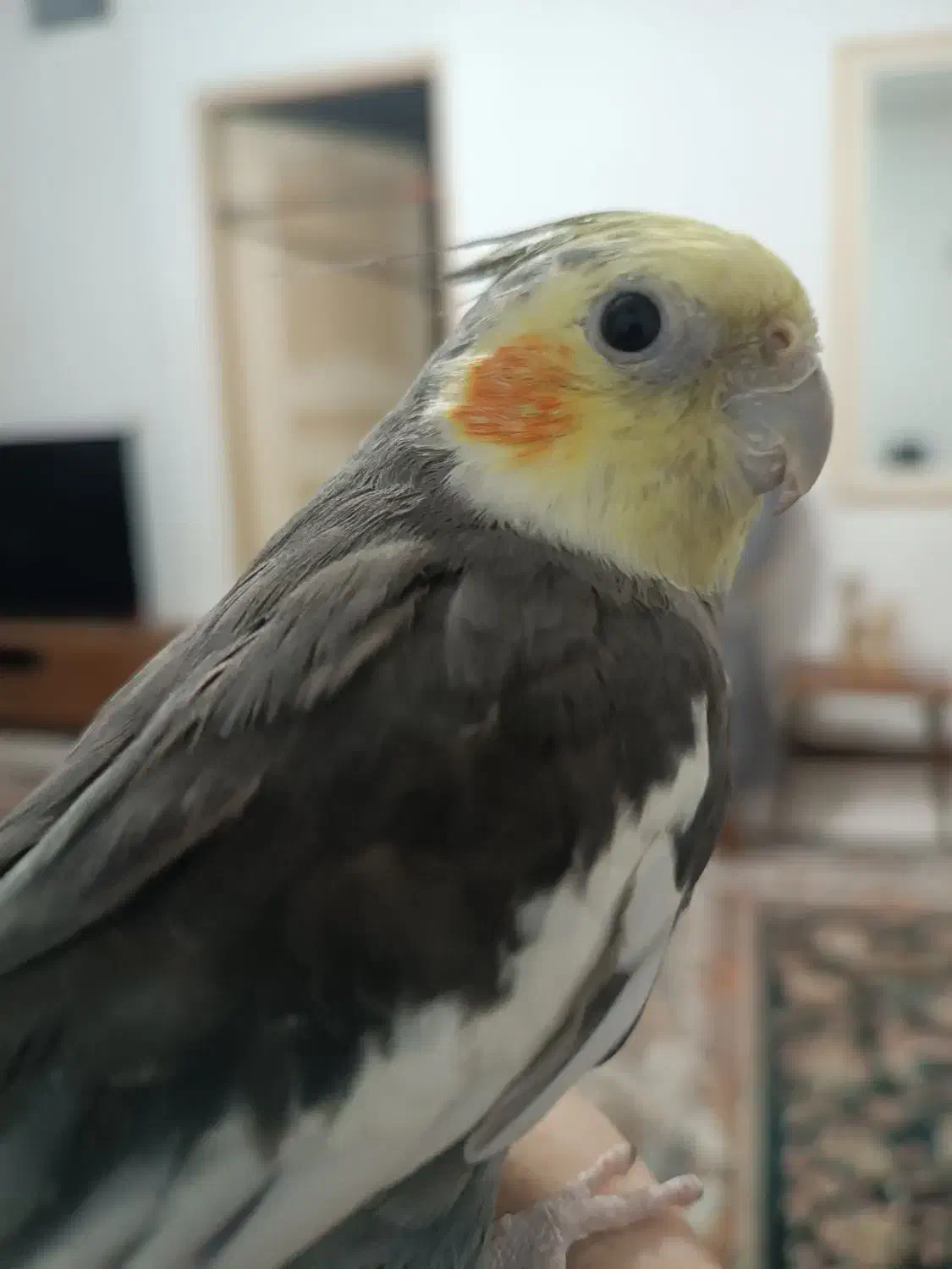 عروس هلندی|پرنده|قدس, شهرقدس|دیوار