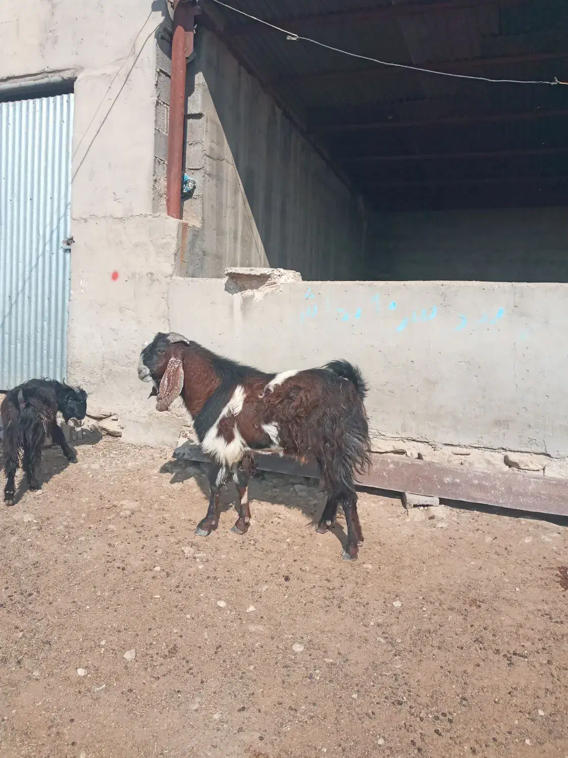 پازند دو رگ نژدی تخمی۲ساله|حیوانات مزرعه|دوگنبدان, |دیوار