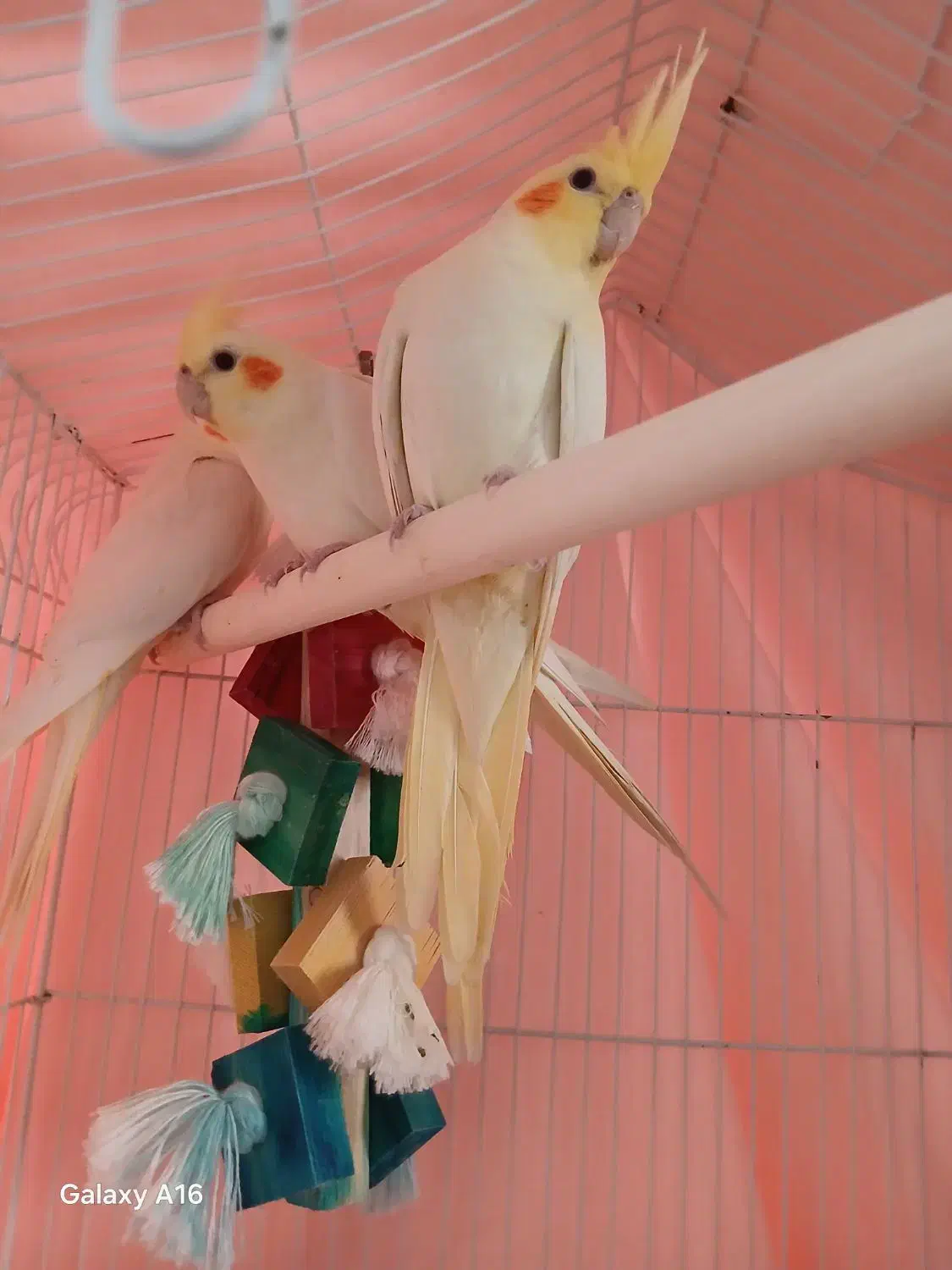 ۳عددعروس هلندی لیتونو|پرنده|پردیس, فاز ۸|دیوار