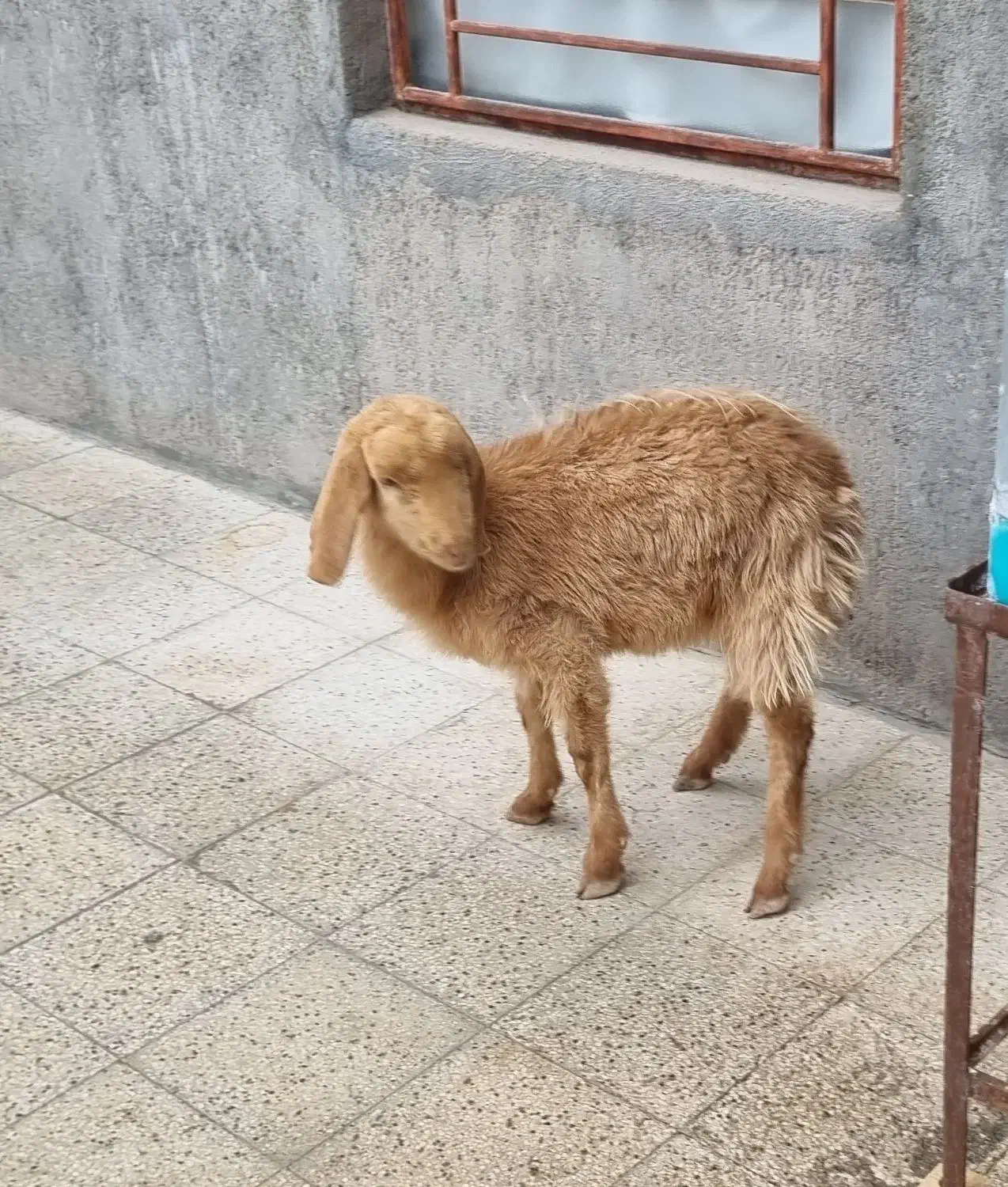 بز و بزغاله|حیوانات مزرعه|تایباد, |دیوار